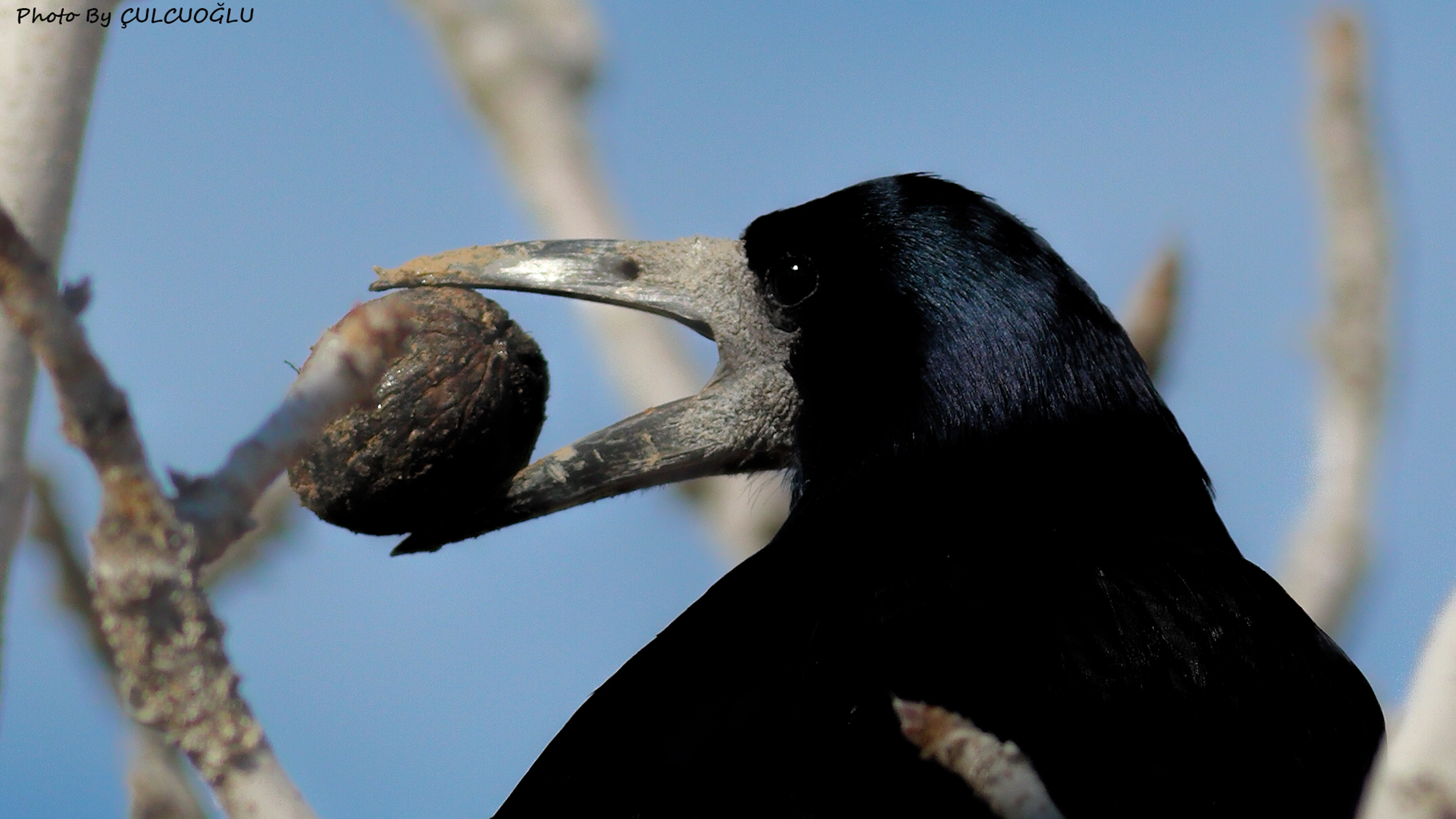 Rook